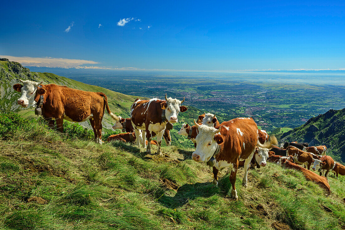  Cows grazing on mountain ridge with Italian lowlands in the background, GTA, Grande Traversée des Alpes, Biella, Alpi Biellesi, Valais Alps, Piedmont, Italy 