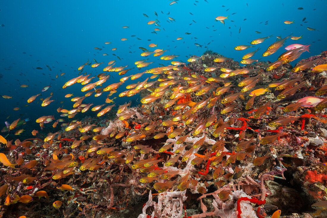  Anthias over polluted coral reef, Pseudanthias squamipinnis, North Ari Atoll, Indian Ocean, Maldives 