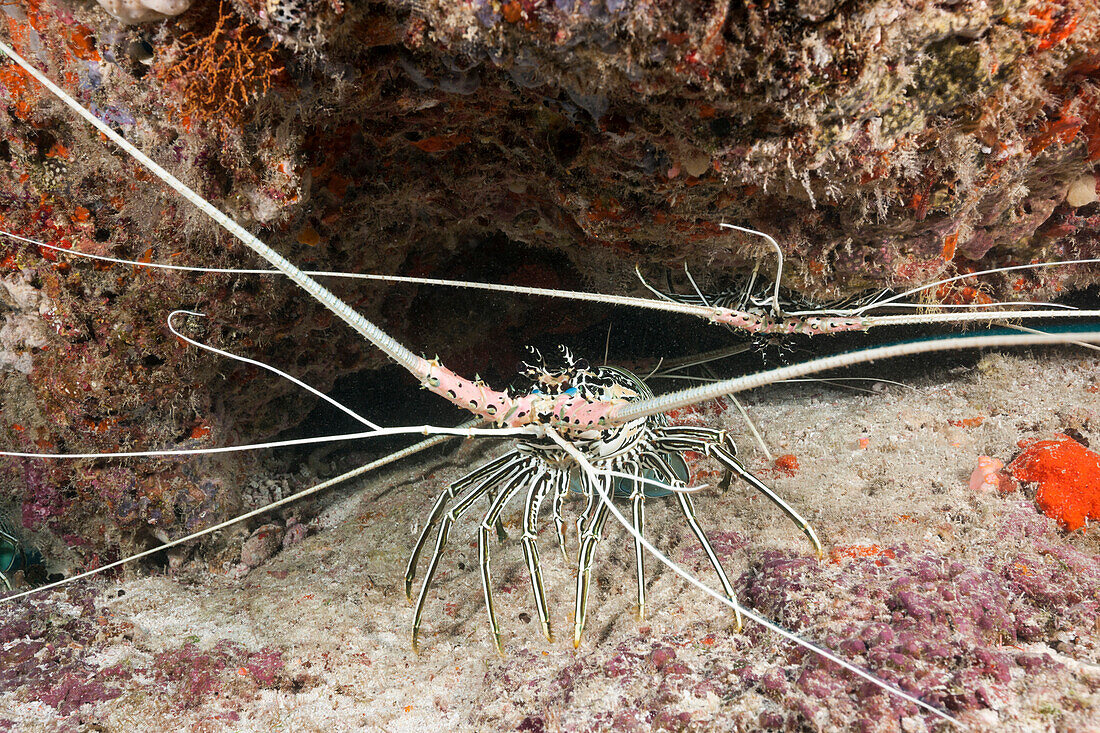  Jeweled Spiny Lobster, Panulirus versicolor, Maldives, Maldives 