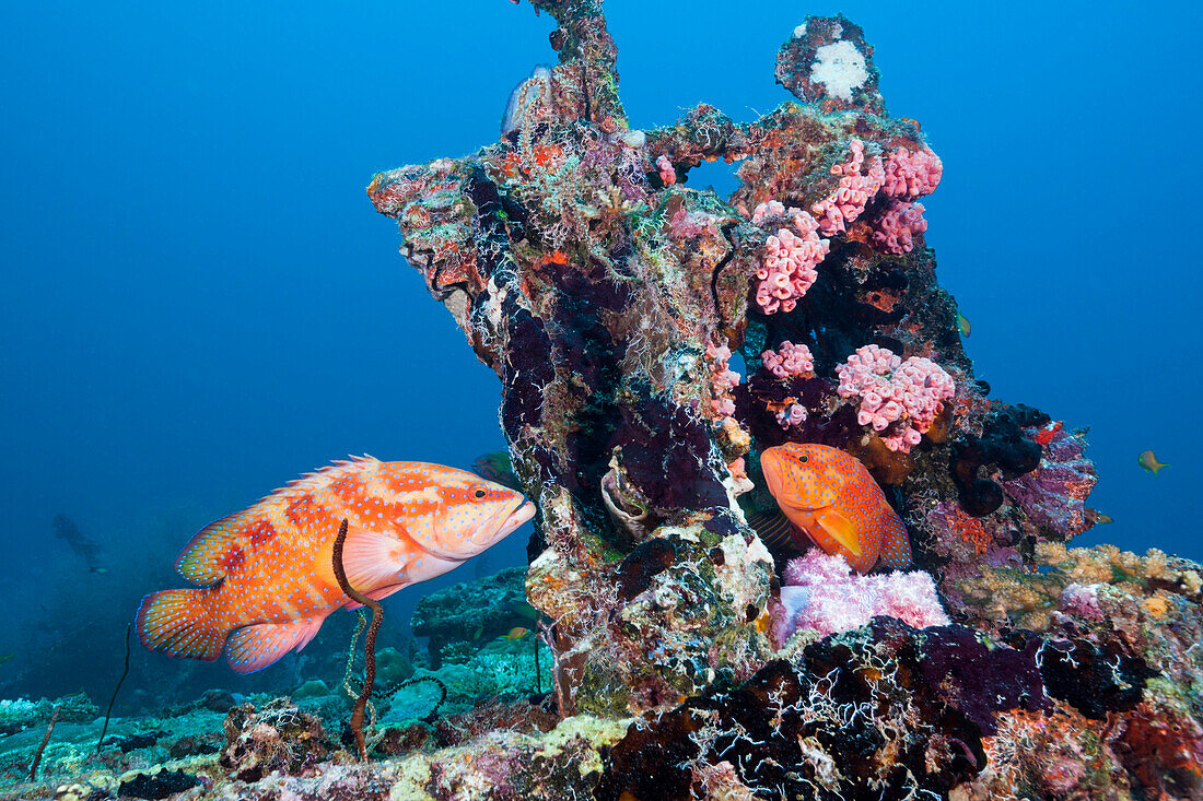  Jewel grouper, Cephalopholis miniata, North Male Atoll, Indian Ocean, Maldives  