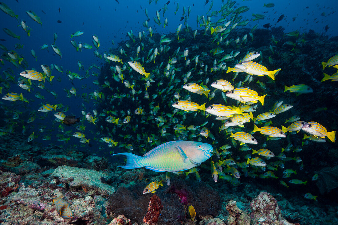 Schwarm Blaustreifen-Schnapper, Lutjanus kasmira, Felidhu Atoll, Indischer Ozean, Malediven