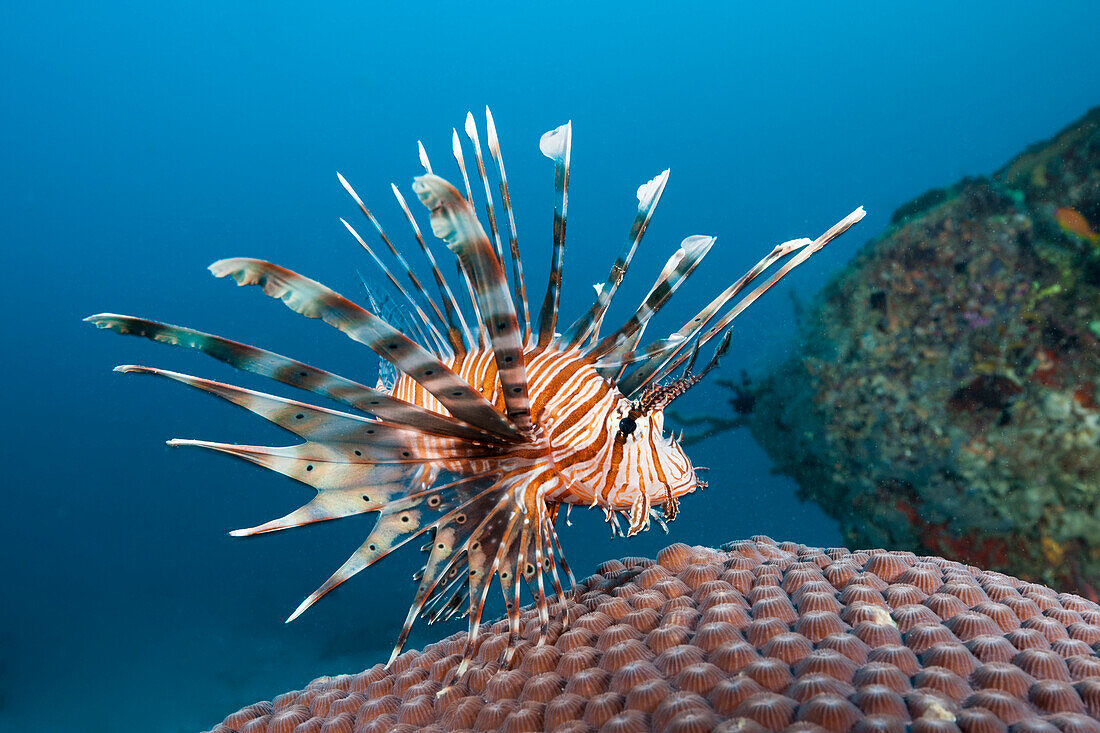 Indischer Rotfeuerfisch, Pterois Miles, Felidhu Atoll, Indischer Ozean, Malediven 