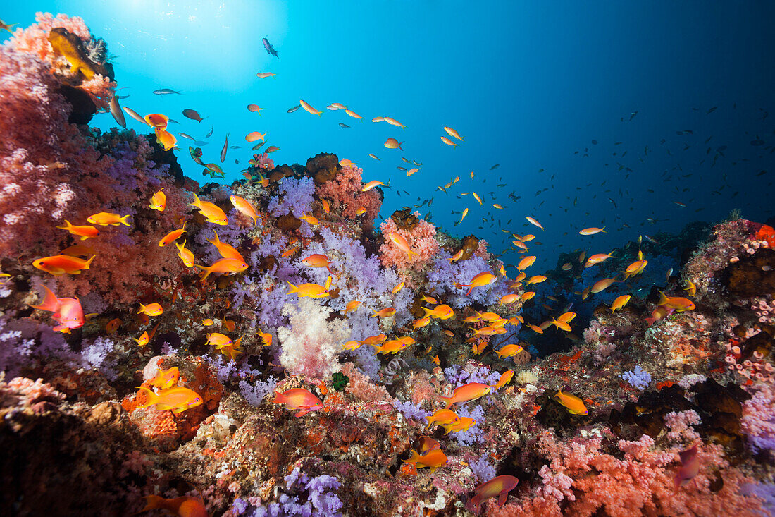  Colorful coral reef, North Male Atoll, Indian Ocean, Maldives  