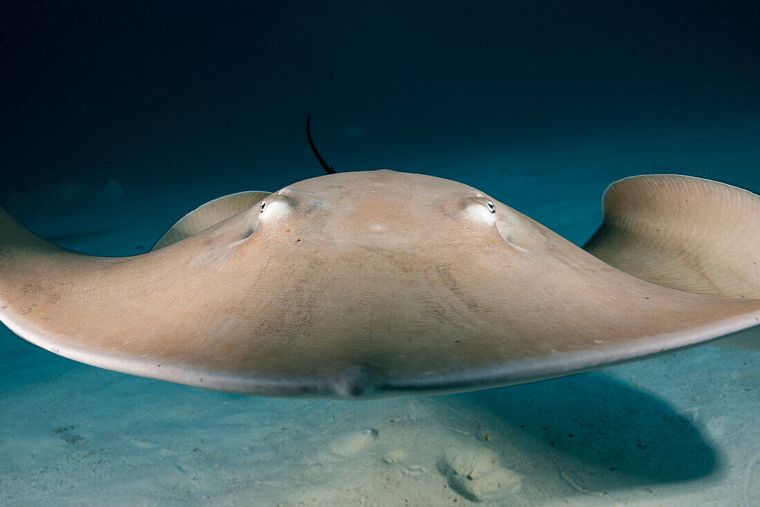  Purple whiptail ray, Pateobatis fai, North Male Atoll, Indian Ocean, Maldives 