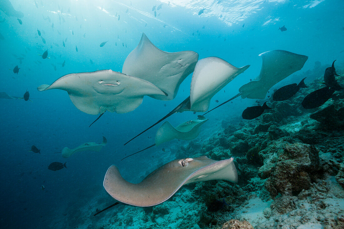 Lila Peitschenschwanz Rochen, Pateobatis fai, Nord Male Atoll, Indischer Ozean, Malediven