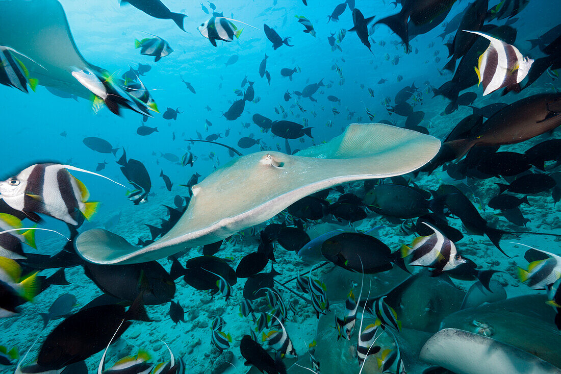 Lila Peitschenschwanz Rochen, Pateobatis fai, Nord Male Atoll, Indischer Ozean, Malediven 