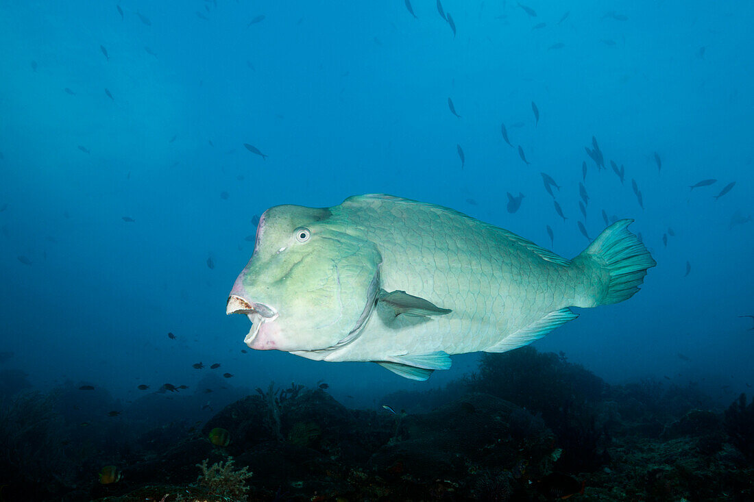 Bueffelkopf-Papageifisch, Bolbometopon muricatum, Raja Ampat, West Papua, Indonesien