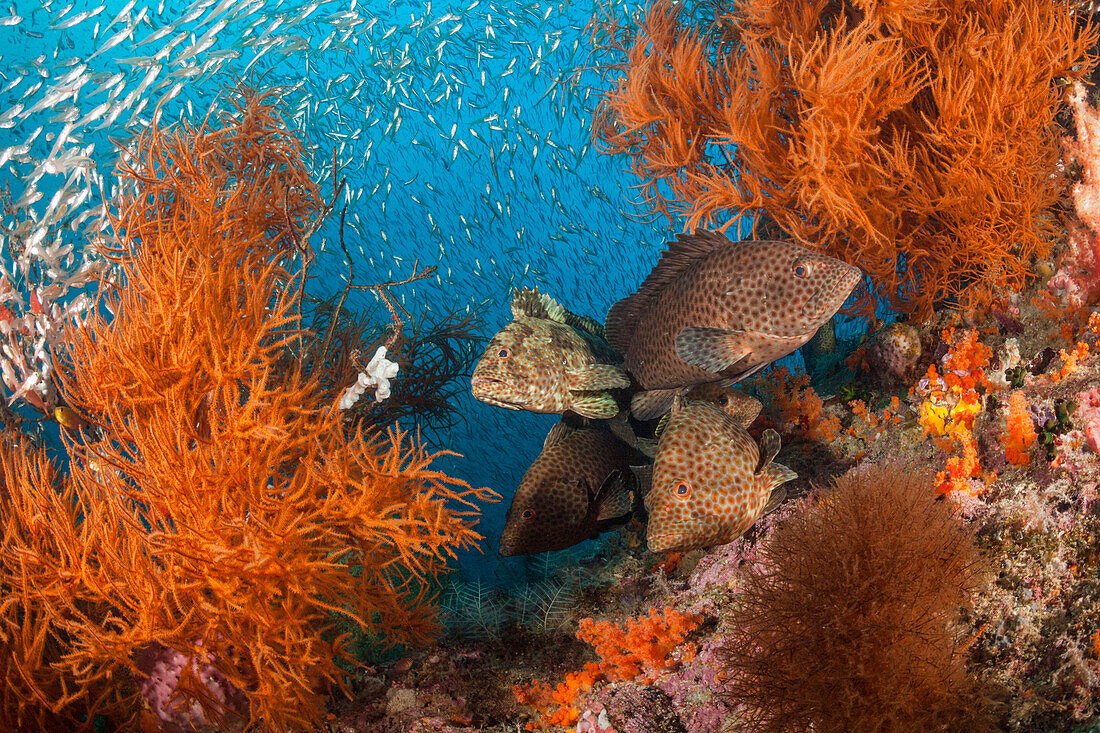  Groupers in the coral reef, Epinephelus sp., Raja Ampat, West Papua, Indonesia 