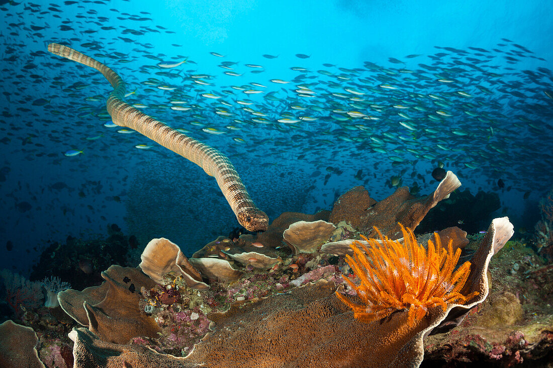  Flat-tailed sea snake, Laticauda semifasciata, Manuk Island, Banda Sea, Indonesia 