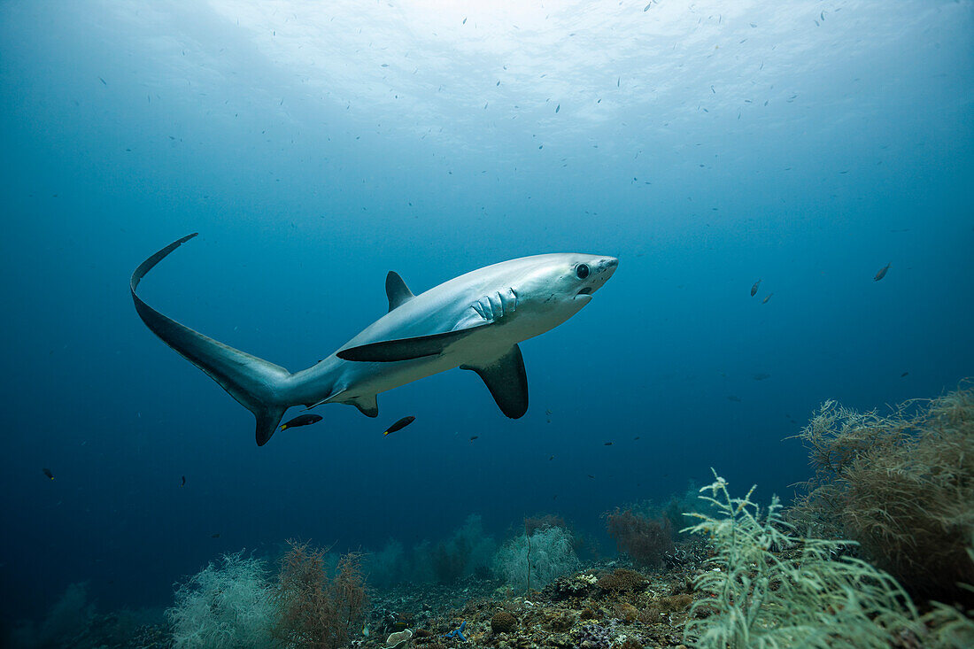  Pelagic thresher shark, Pacific thresher shark, Alopias pelagicus, Malalpascua Island, Cebu, Philippines 