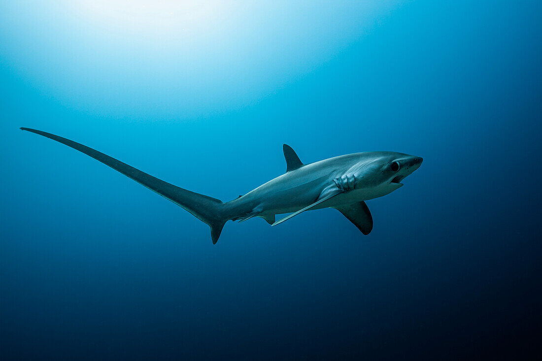  Pelagic thresher shark, Pacific thresher shark, Alopias pelagicus, Malalpascua Island, Cebu, Philippines 