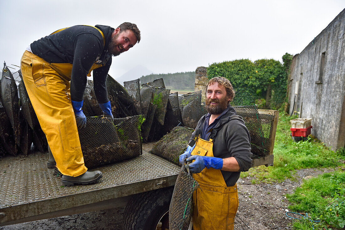 Männer der Connemara Oyster (Austern) Farm, Ballinakill Bay, Letterfrack, Grafschaft Galway, Connemara, Republik Irland, Nordwesteuropa