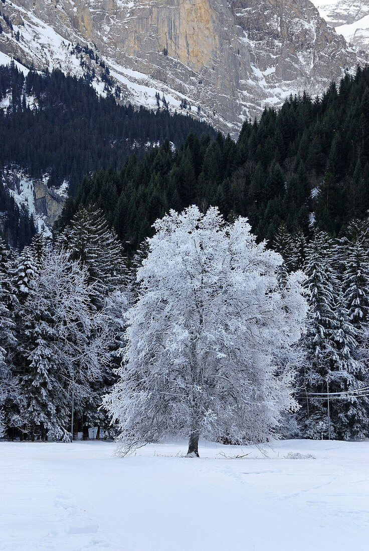 frosted tree, around Champery,canton of Valais,Switzerland