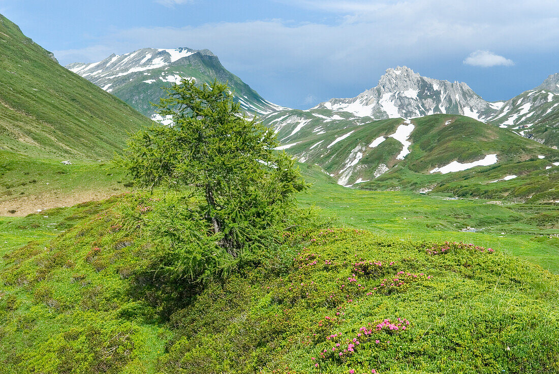 Bergwiesen beim Lago di Cadagno, Cadagnosee, Val Piora, bei Airolo, Kanton Tessin, Schweiz, Europa