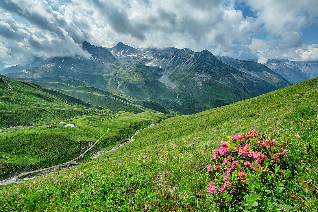  Blooming alpine roses with Knuttental in the background, Knuttental, Venediger Group, South Tyrol, Italy 