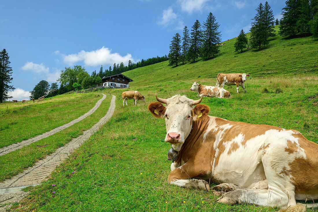  Cows grazing on the alpine pasture, Weißenalm, Hochplatte, Chiemgau Alps, Upper Bavaria, Bavaria, Germany 