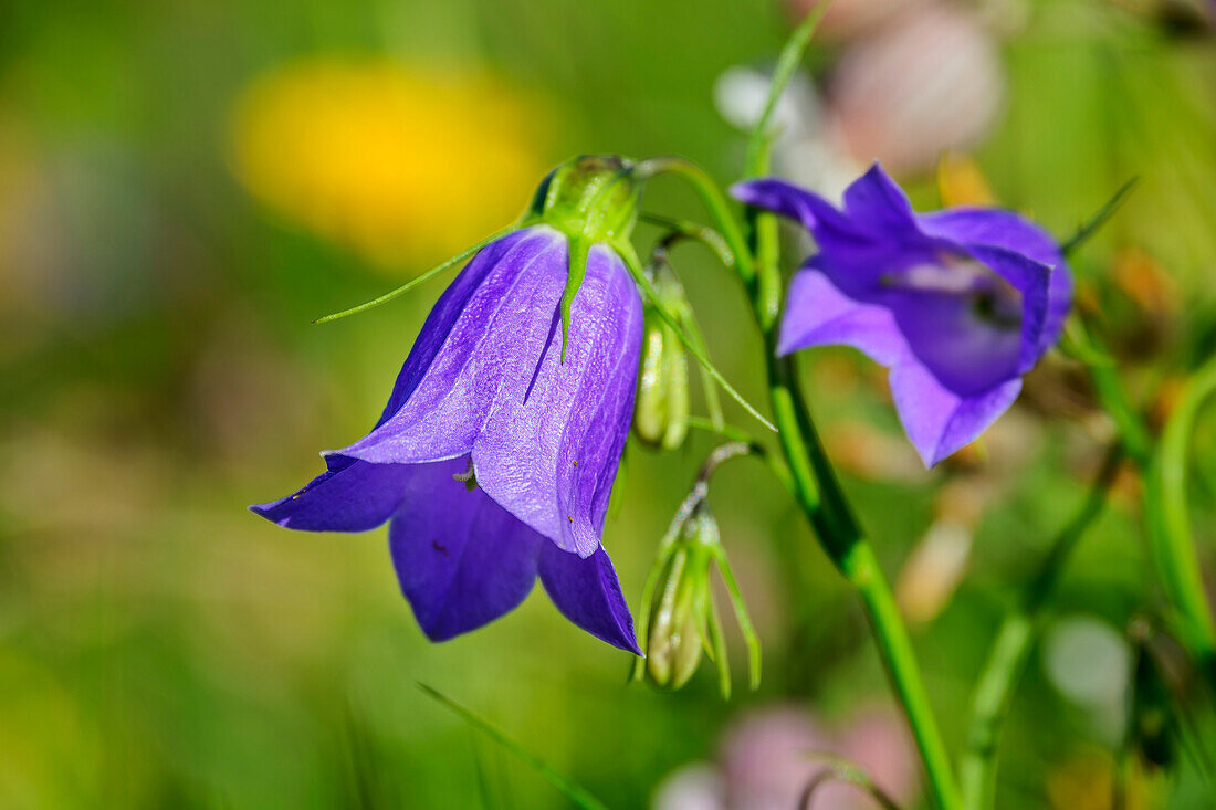 Blau blühende Glockenblume, Campanula cochleariifolia, Lechtaler Alpen, Tirol, Österreich