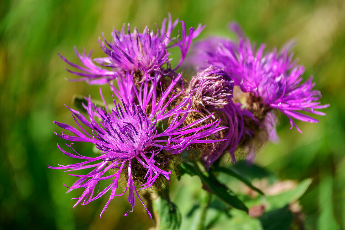  Purple flowering knapweed, Centaurea jacea, Zillertal Alps, Tyrol, Austria 