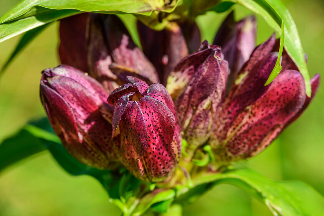 Dunkelrot blühender Purpurenzian, Gentiana purpurea, Zillertaler Alpen, Tirol, Österreich