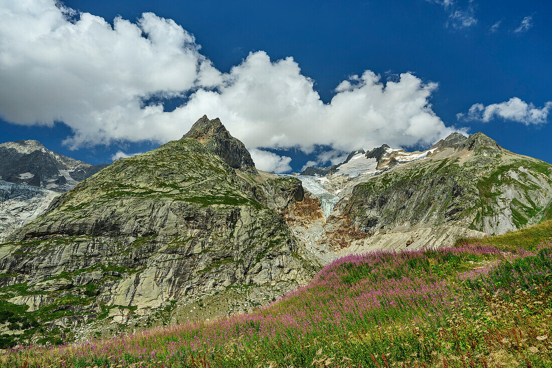  Flower meadows in the Val Ferret below Aiguille Rouge de Triolet and Mont Dolent, Val Ferret, Tour du Mont Blanc, Mont Blanc Group, Graian Alps, Aosta Valley, Italy 