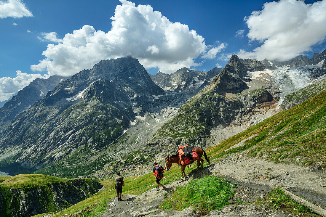 Voll bepacktes Maultier wird bergab geführt, Val Ferret, Tour du Mont Blanc, Mont-Blanc-Gruppe, Grajische Alpen, Aostatal, Italien