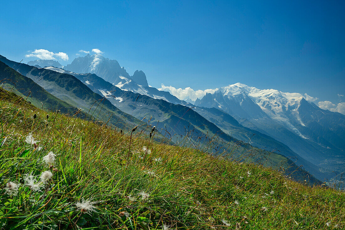 Bergwiesen am Col de Balme mit Blick auf Aiguille Verte und Mont Blanc, Tour du Mont Blanc, Mont-Blanc-Gruppe, Grajische Alpen, Haute-Savoie, Hochsavoyen, Frankreich