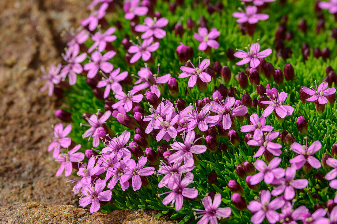  Pink-flowering Stemless Catchfly, Silene acaulis, Tour du Mont Blanc, Mont Blanc Group, Graian Alps, Haute-Savoie, Upper Savoy, France 