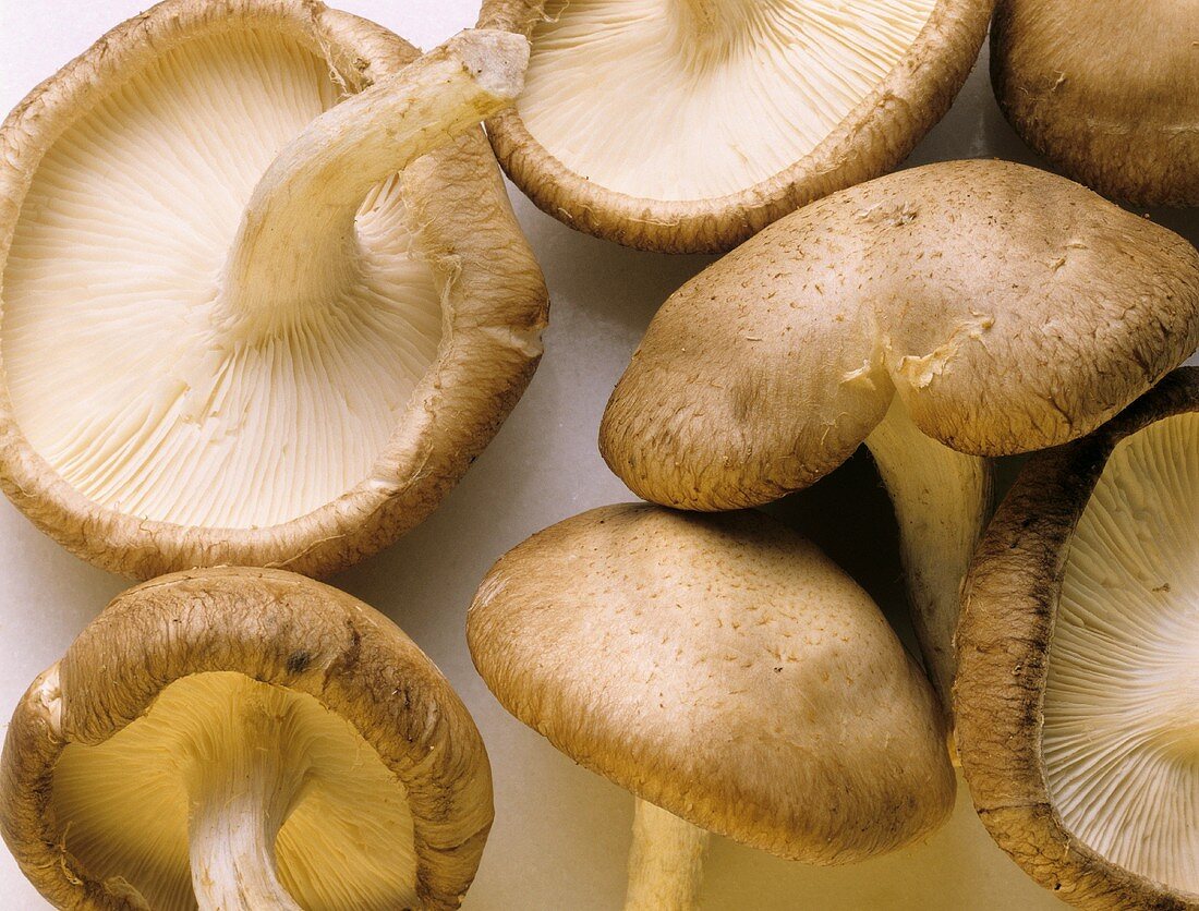 Shiitake