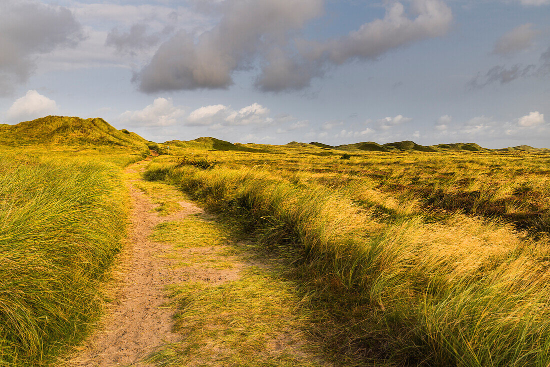  Path through the coastal landscape, Hvide Sande, Ringkjobing, Denmark 