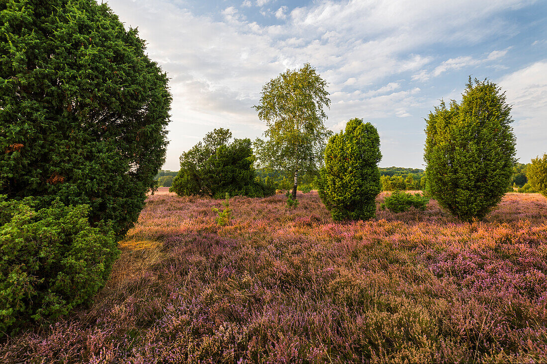 Wacholder und Birke im Naturpark Lüneburger Heide, Linsen, Niedersachsen, Deutschland