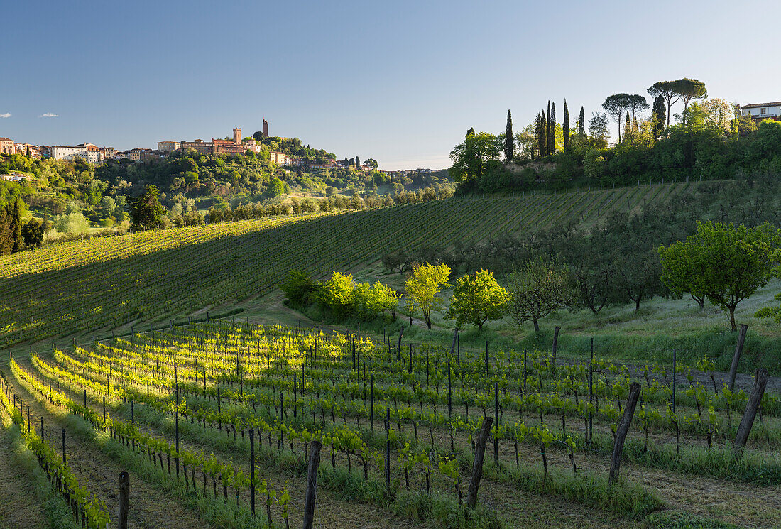  Vineyards near San Miniato, Tuscany, Italy 