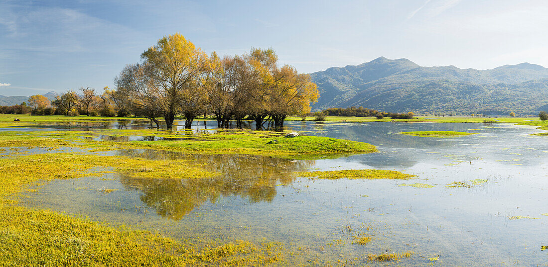 Weiden in einem Tümpel bei Nikšić, Montenegro