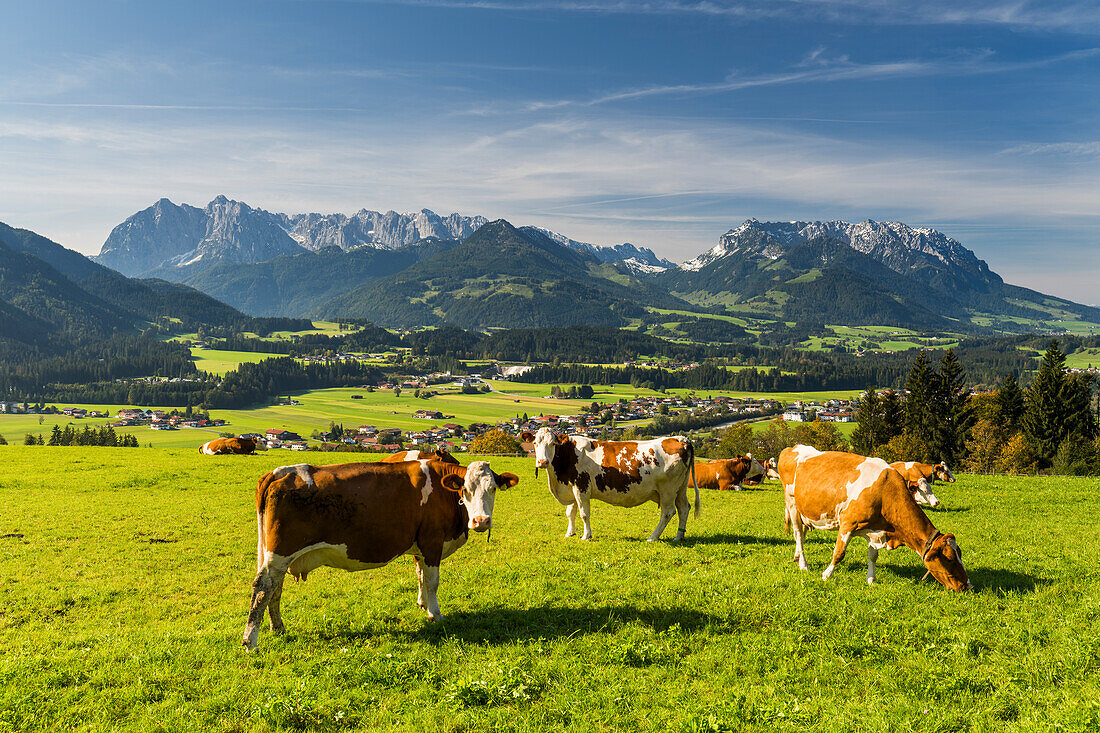  Cows on a pasture, Wilder and Zahmer Kaiser from Moserberg, Kössen, Kaiserwinkl, Tyrol, Austria 