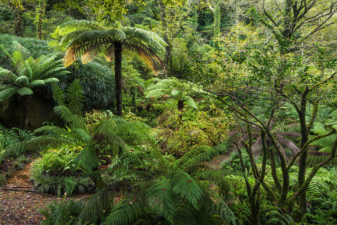 Weg im Parque da Pena, Naturpark Sintra-Cascais, Lissabon, Portugal