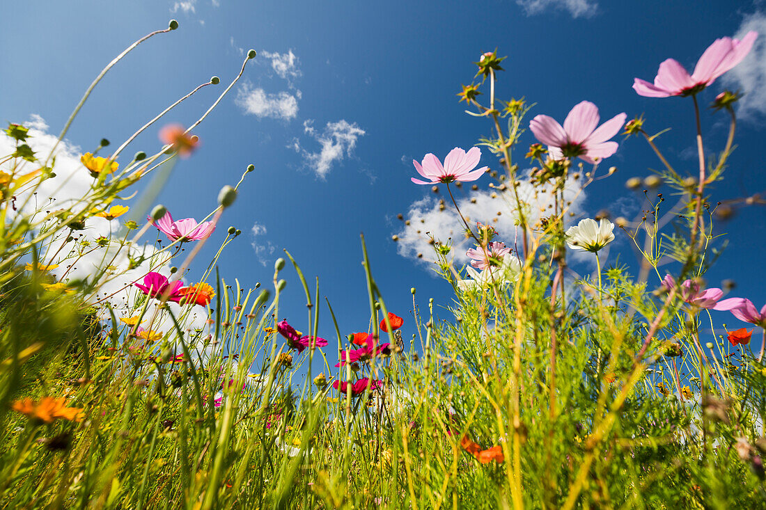  flowering summer meadow in southern Sweden 