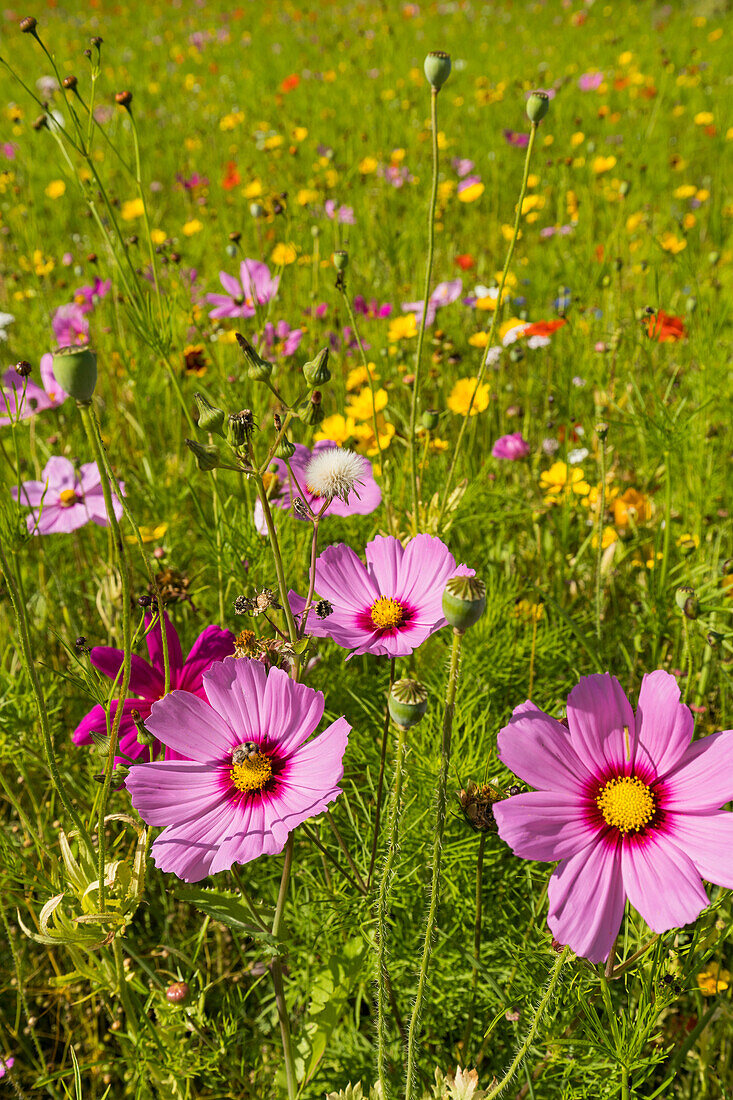  flowering summer meadow in southern Sweden 