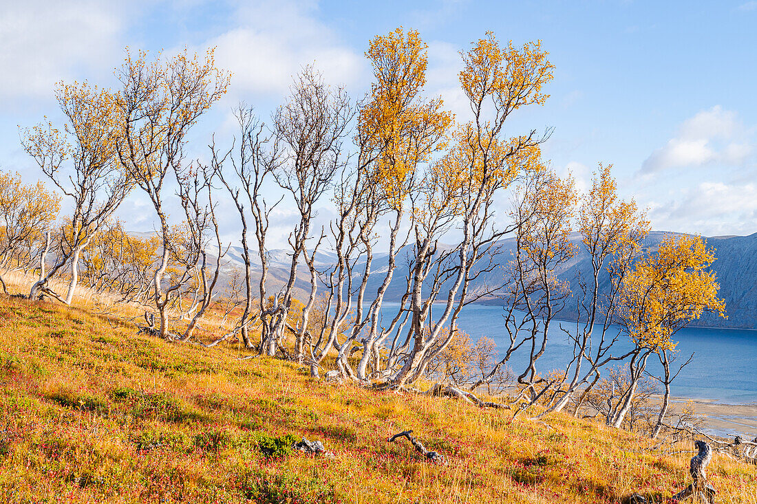 Norwegen, Finnmark, Varangerhalvøya, Tanamunningen Naturreservat, Birken im Herbst