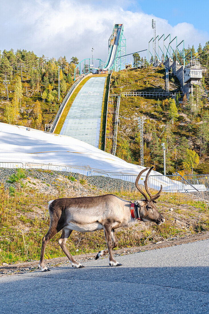 Finnland, Kuusamo, Ruka, Rentier auf Straße vor Sprungschanze