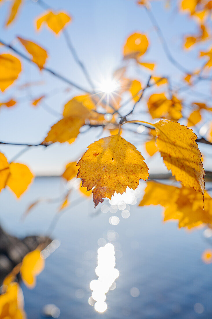 Finnland, Lappland, Inari, Sonne mit Detail Birkenblaub im Herbst