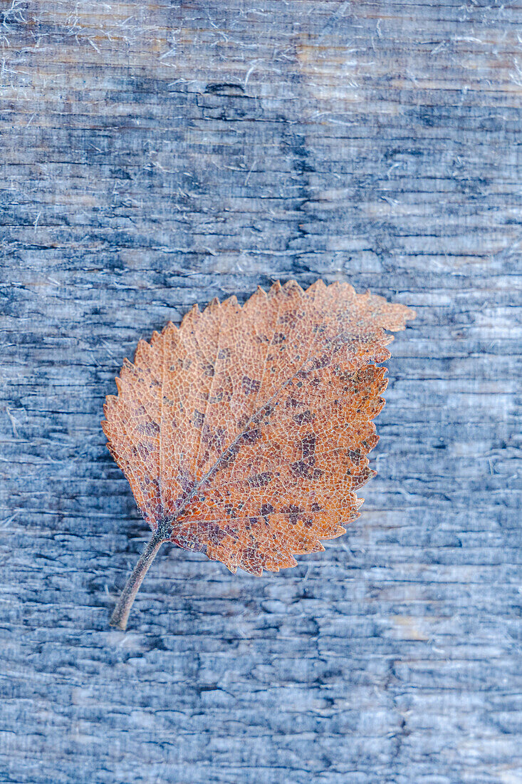 Norwegen, Lyngenalpen, Blatt im Herbst vor Stamm