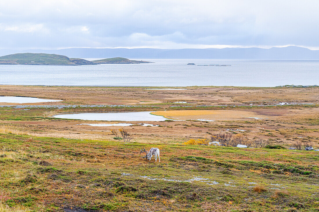  Norway, Magerøya 