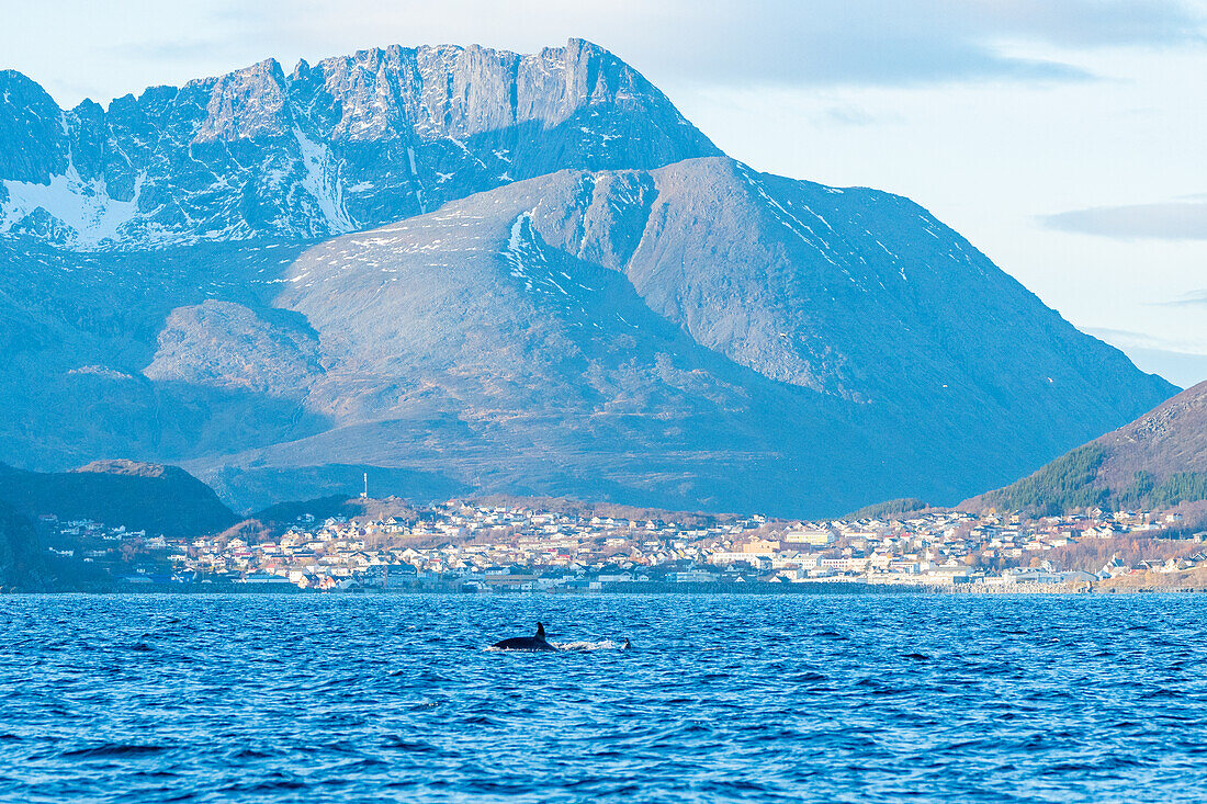  Norway, Skjervøy 