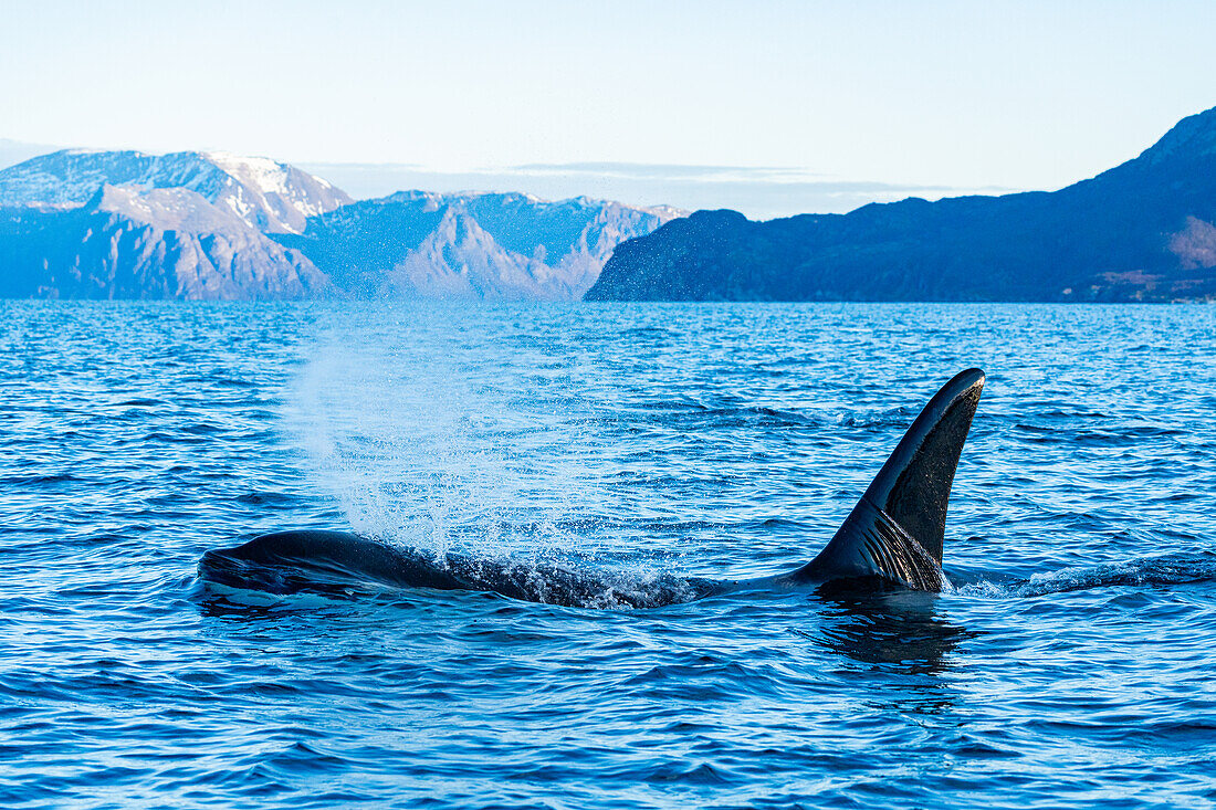 Norwegen, Skjervøy, Wale, Walbeobachtung