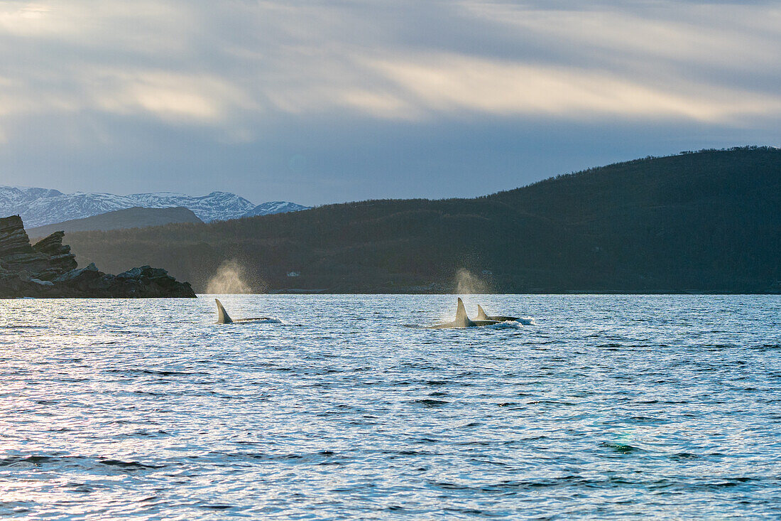 Norwegen, Skjervøy, Wale, Walbeobachtung