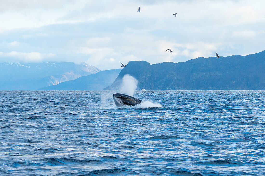 Norwegen, Skjervøy, Wale, Walbeobachtung