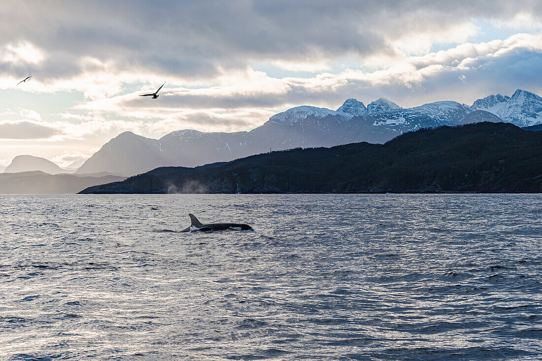 Norwegen, Skjervøy, Wale, Walbeobachtung