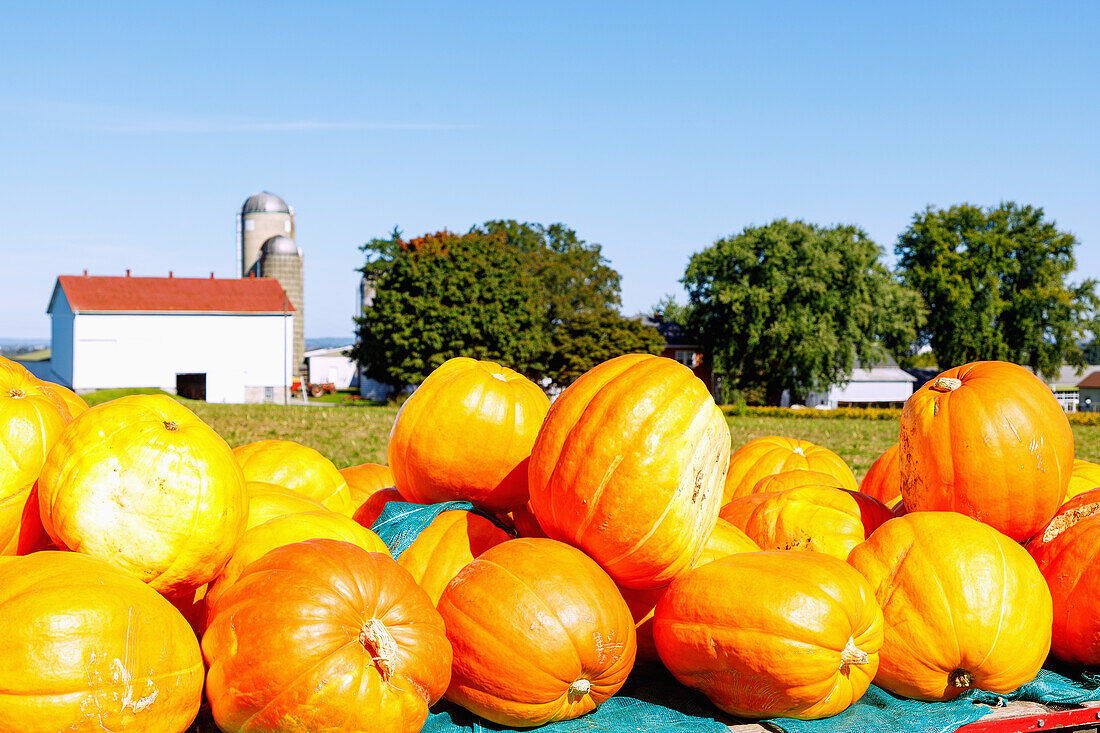  Pumpkins for sale overlooking farm and grain elevator near Strasburg in Pennsylvania Dutch Country in Pennsylvania, USA 