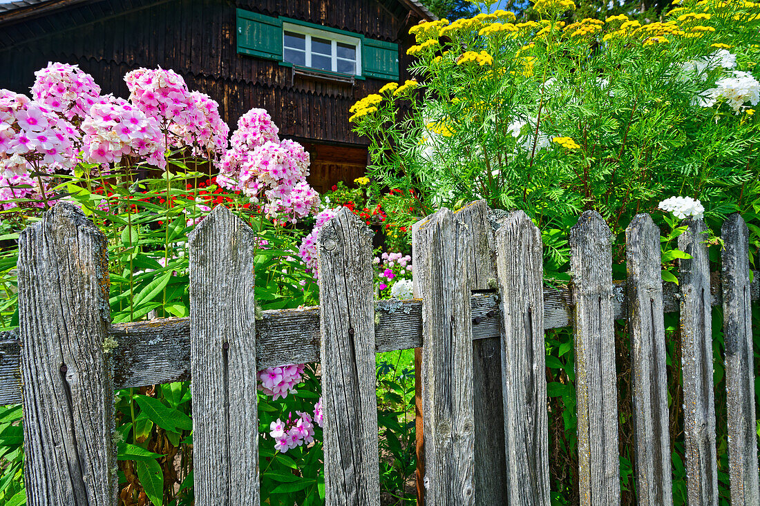  Farmhouse with flowering front garden, weathered wooden fence and phlox summer flowers, Radein, South Tyrol, Alto Adige, Italy 