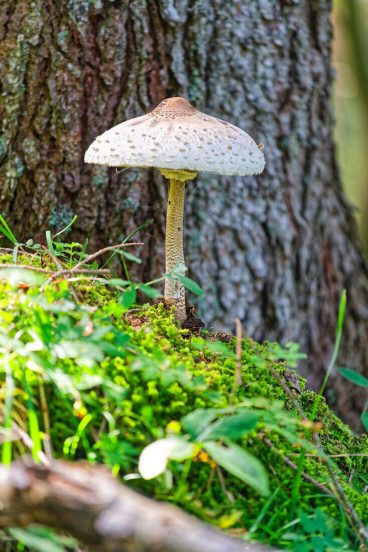  Parasol, forest mushroom, Radein, South Tyrol, Alto Adige, Italy 