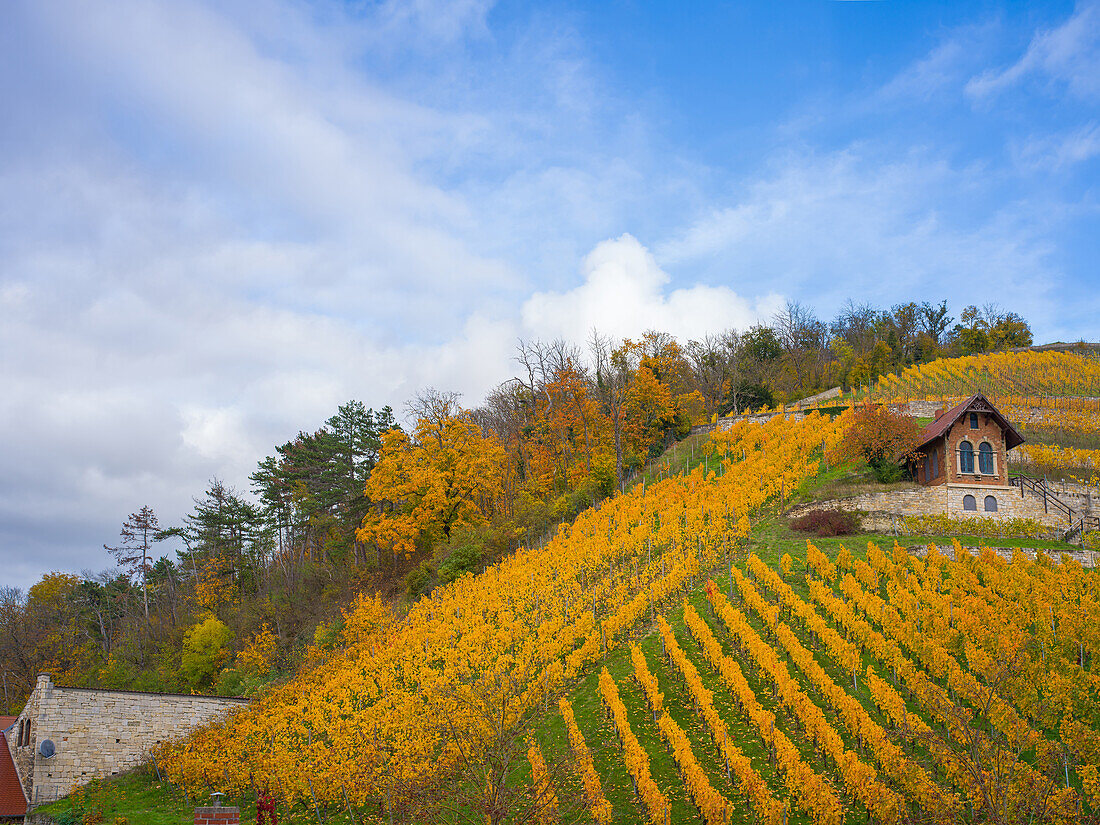  Vineyard in autumn, Freyburg, Saale-Unstrut wine region, Burgenlandkreis, Saxony-Anhalt, Central Germany, Eastern Germany, Germany, Europe 